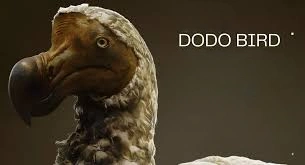 Dodo