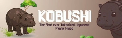 Kobushi\, Japan’s Rare Meme Token Legend, Rare Meme Token